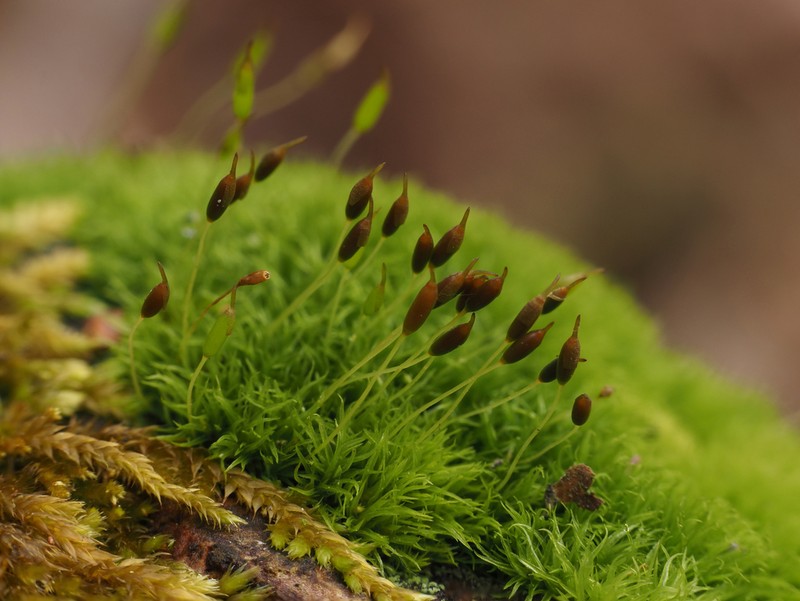 Dicranoweisia Moss
