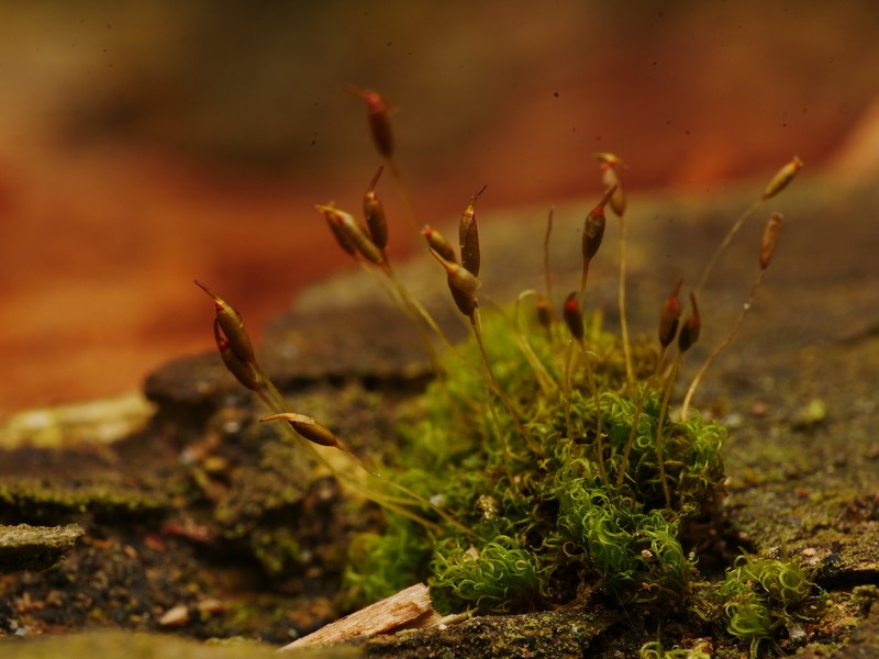 Dicranoweisia Moss photo 2