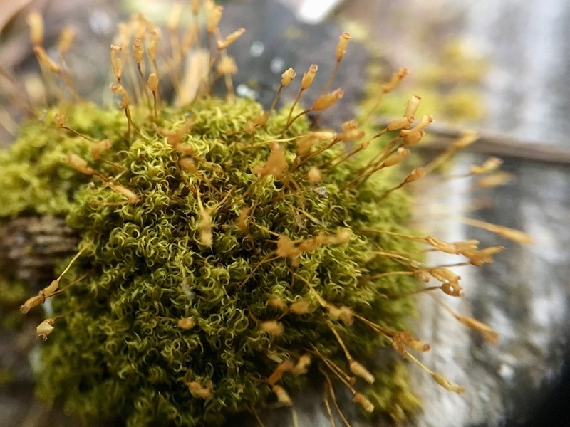 Dicranoweisia Moss photo 3