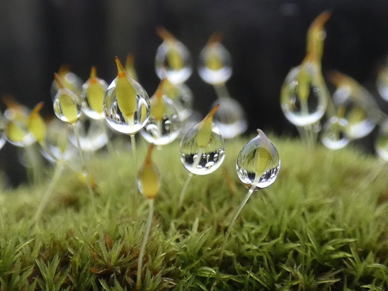 Dicranoweisia Moss photo 4