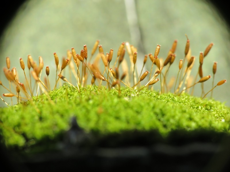 Dicranoweisia Moss photo 5