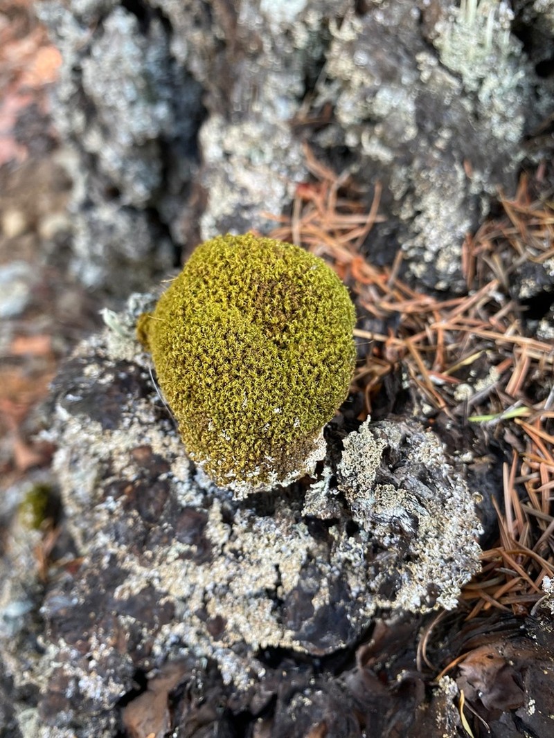 Dicranoweisia Moss photo 6
