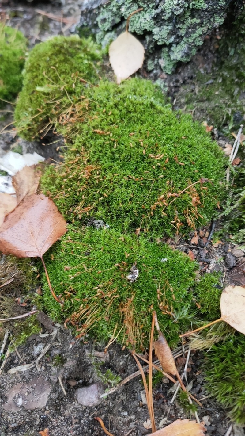 Dicranoweisia Moss photo 7