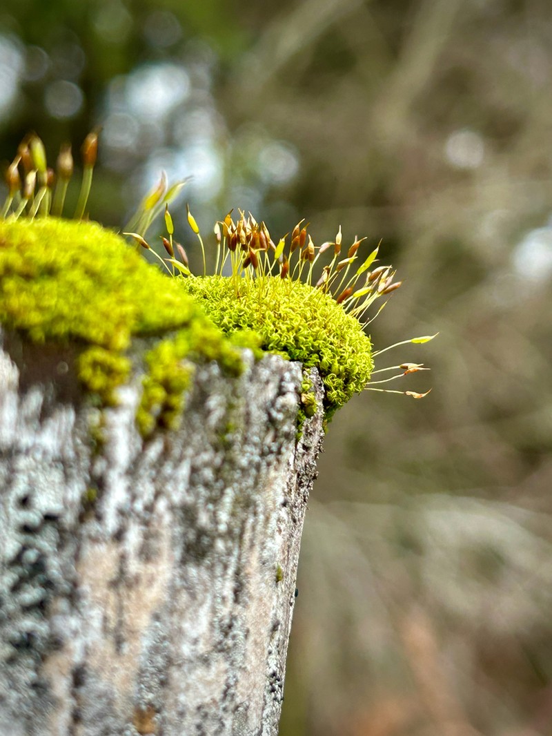 Dicranoweisia Moss photo 8