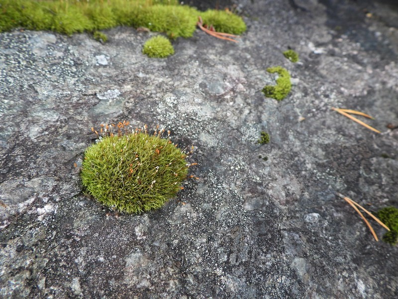Dicranoweisia Moss