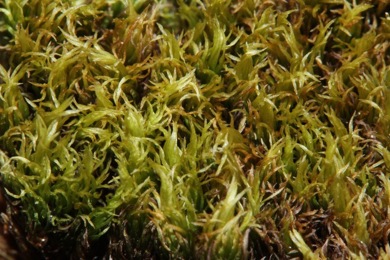 Acuteleaf Dicranum Moss