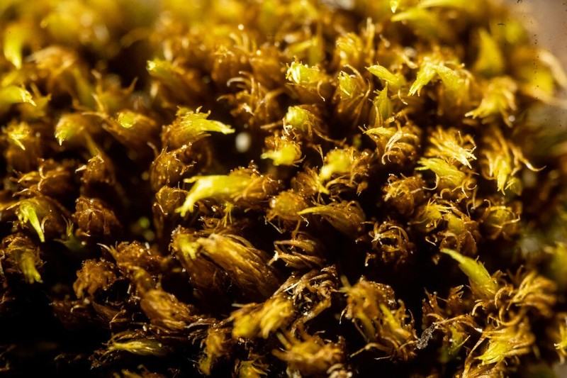 Acuteleaf Dicranum Moss