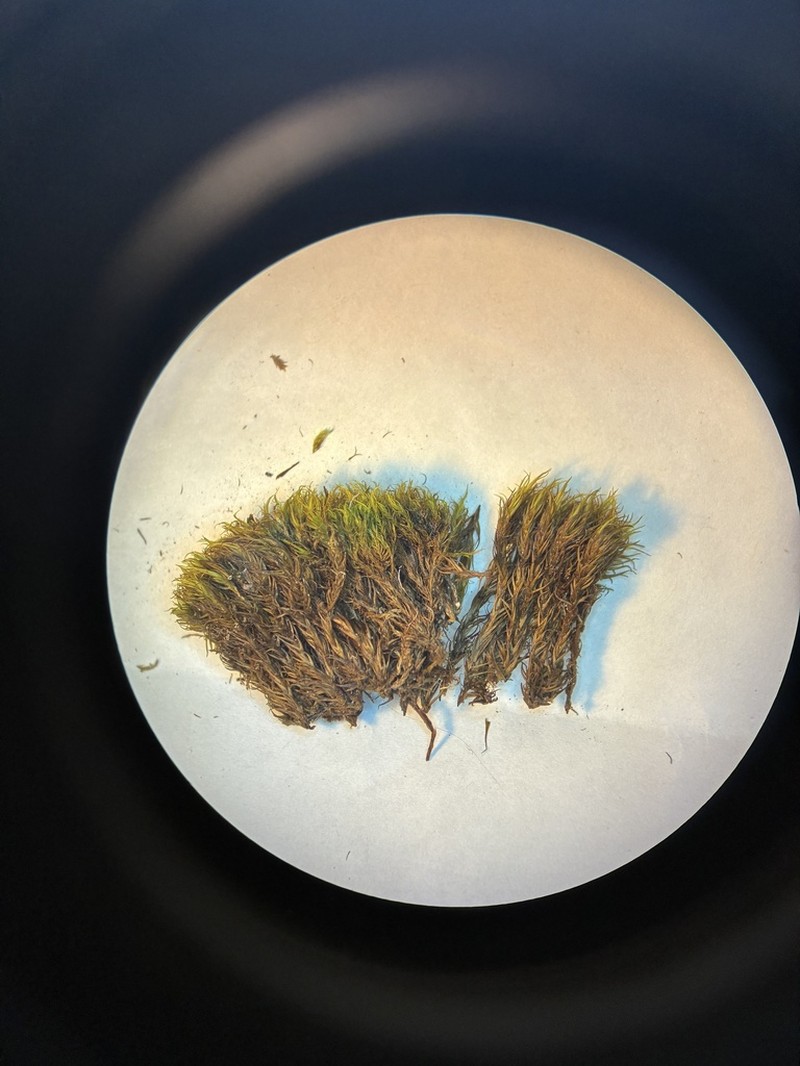 Acuteleaf Dicranum Moss photo 2