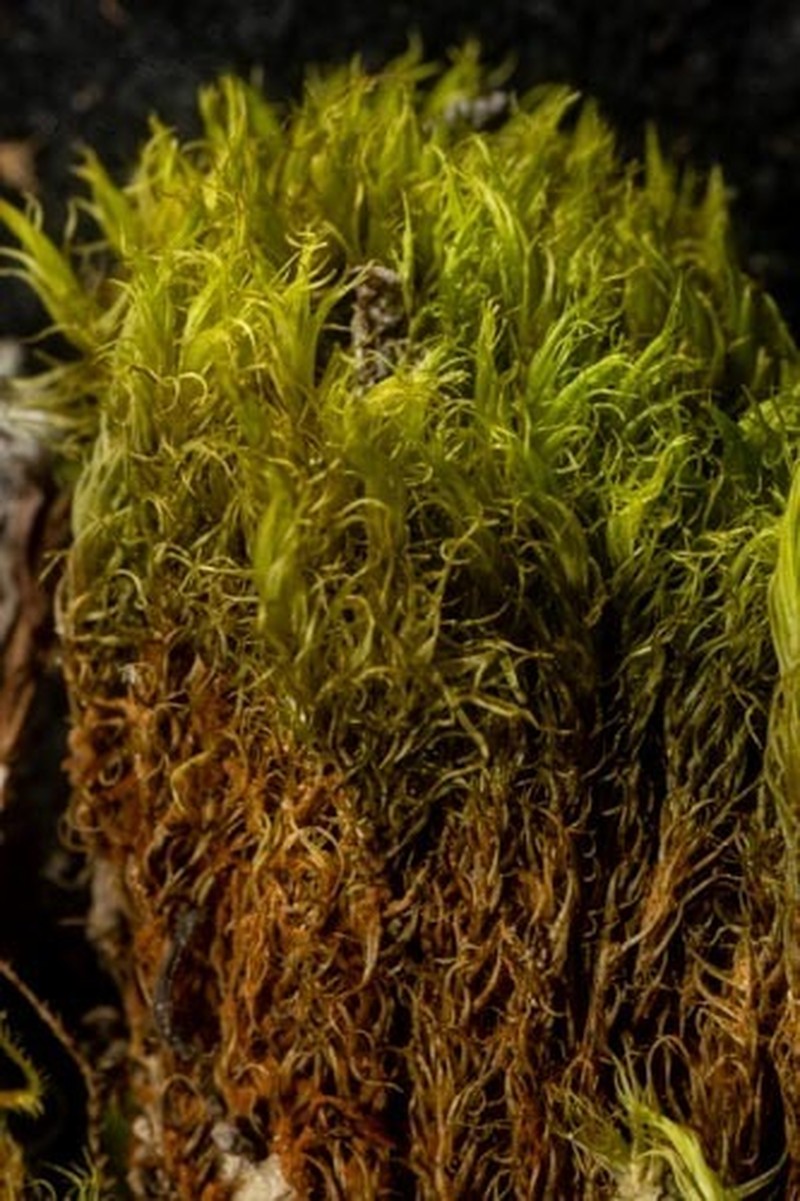 Acuteleaf Dicranum Moss photo 3