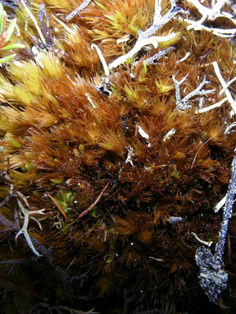 Acuteleaf Dicranum Moss photo 4