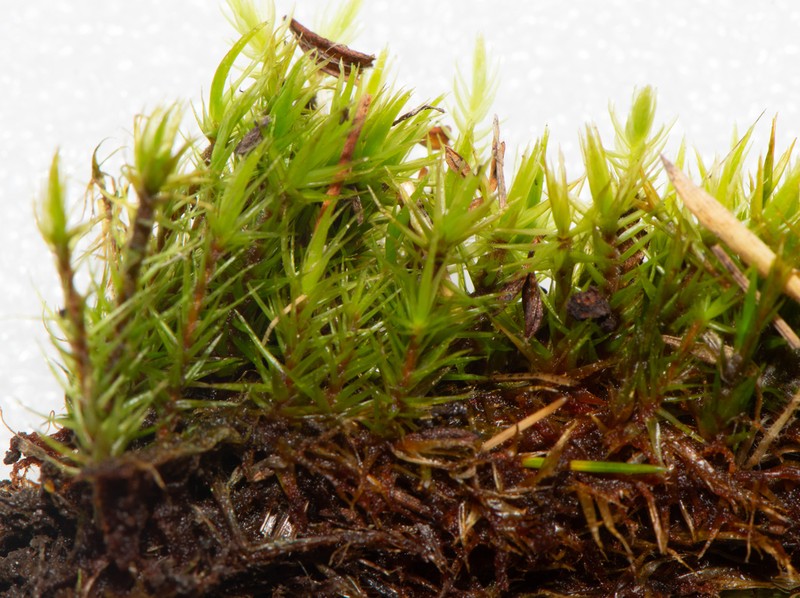Bonjean's Dicranum Moss