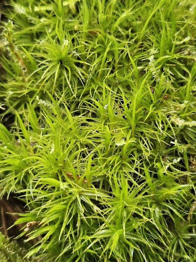Bonjean's Dicranum Moss photo 2