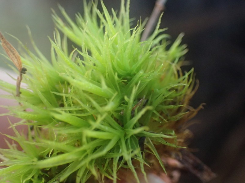 Bonjean's Dicranum Moss photo 3