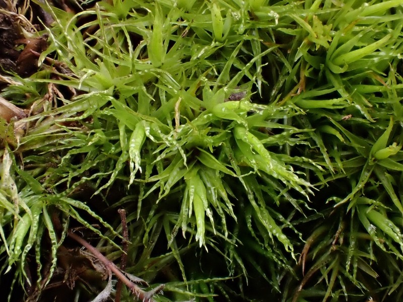 Bonjean's Dicranum Moss photo 4