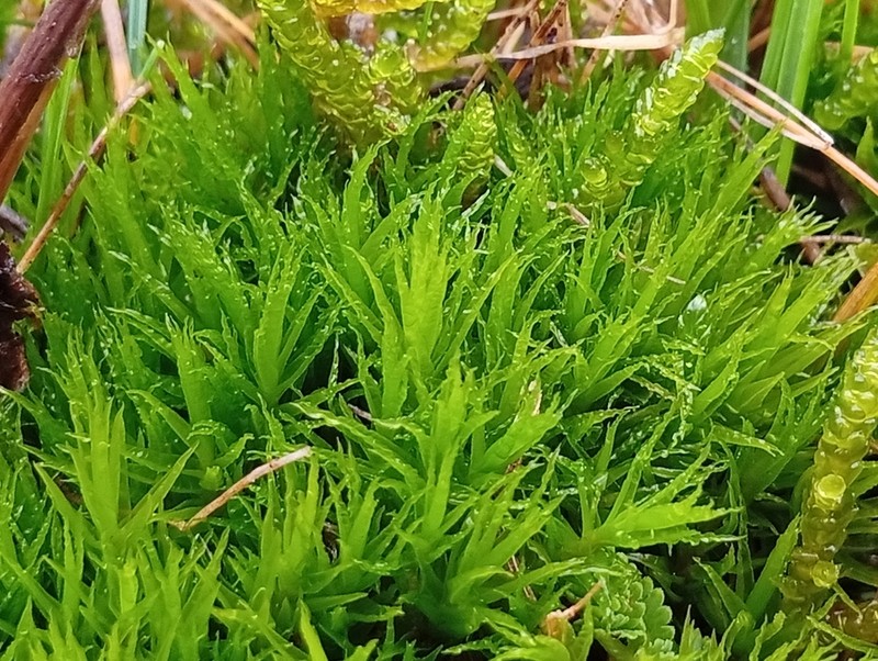 Bonjean's Dicranum Moss photo 5