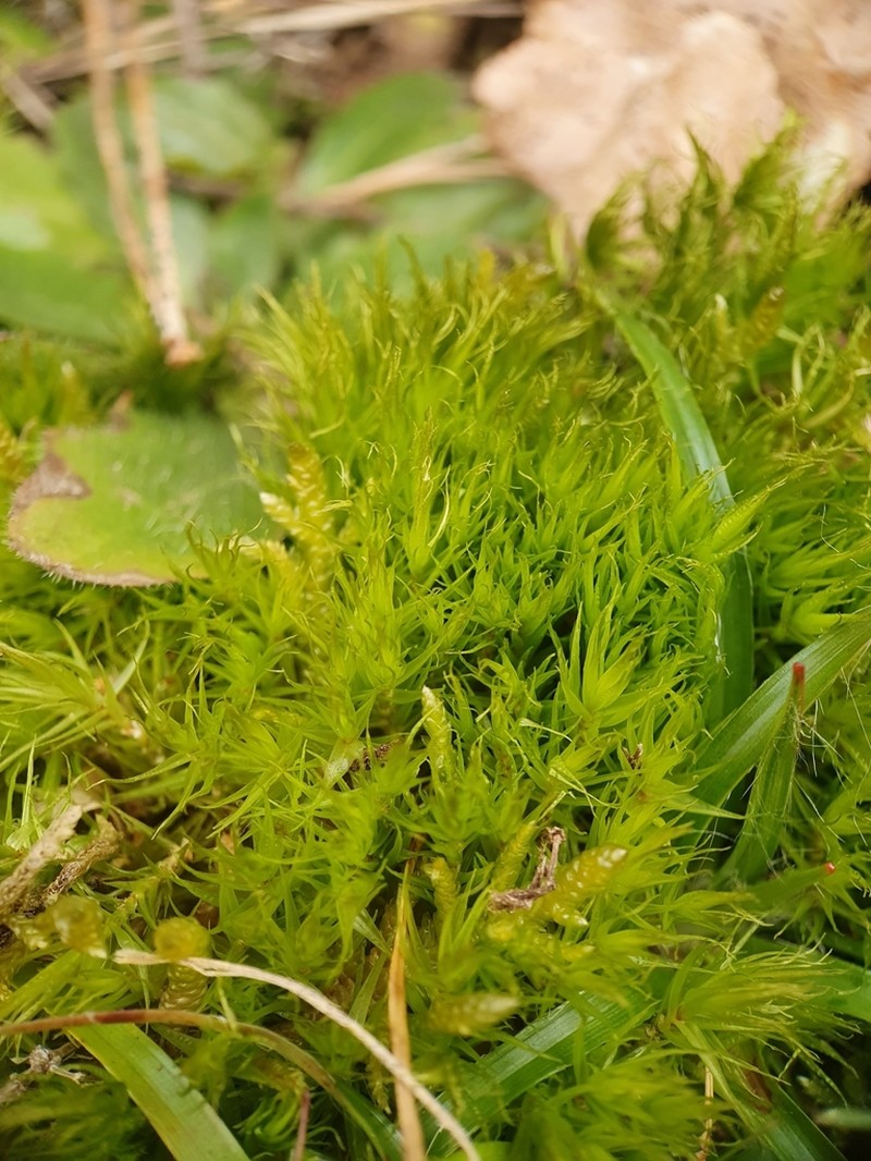 Bonjean's Dicranum Moss photo 6