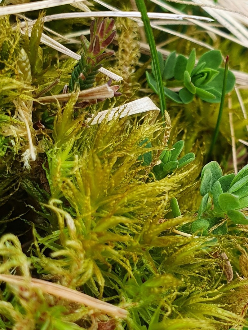 Bonjean's Dicranum Moss photo 7