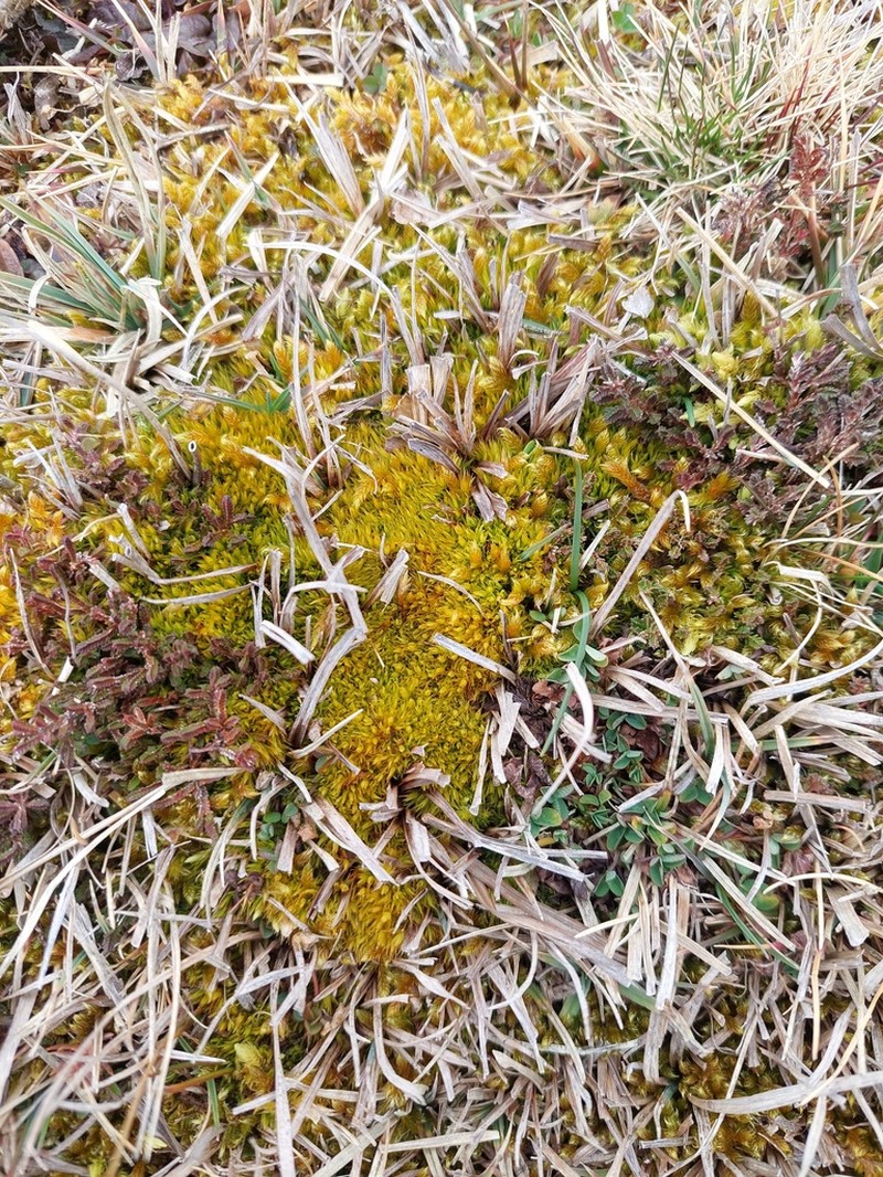 Bonjean's Dicranum Moss photo 8