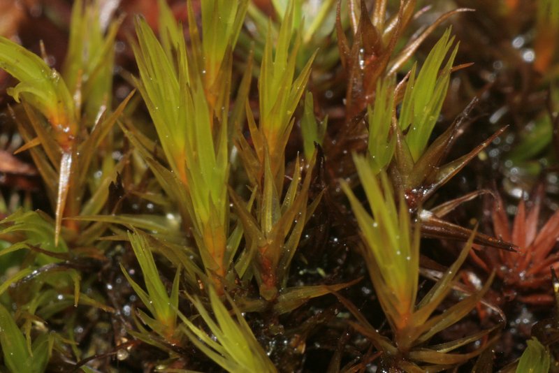 Shortleaf Dicranum Moss
