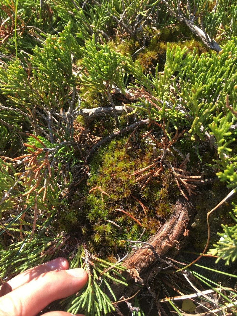 Shortleaf Dicranum Moss