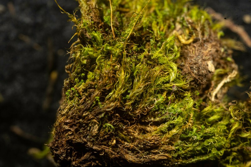 Shortleaf Dicranum Moss photo 2
