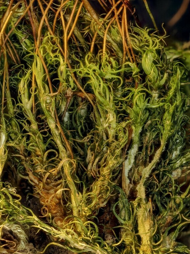 Shortleaf Dicranum Moss photo 3