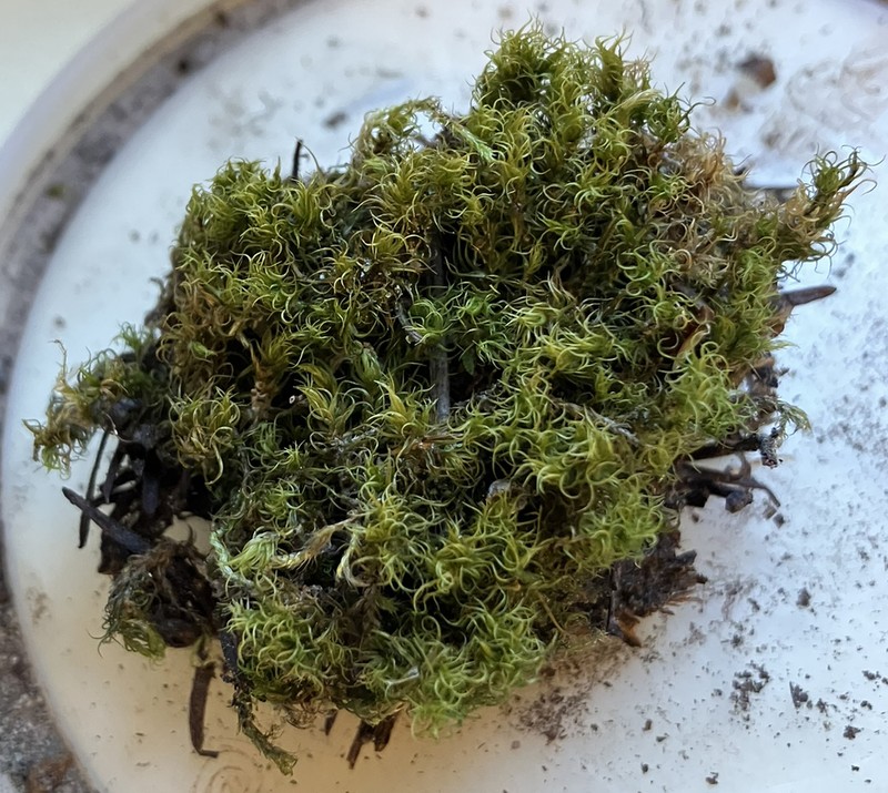 Shortleaf Dicranum Moss photo 4