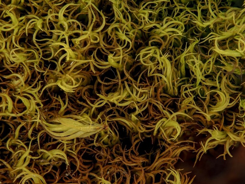 Shortleaf Dicranum Moss photo 5