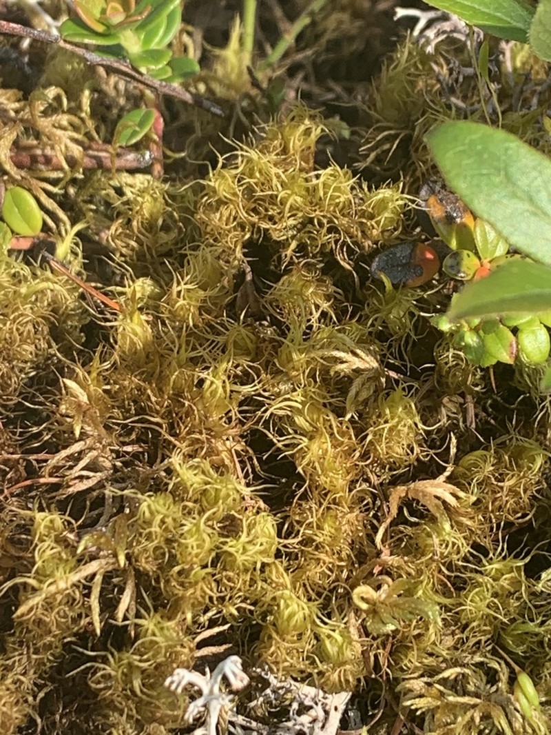Shortleaf Dicranum Moss photo 6