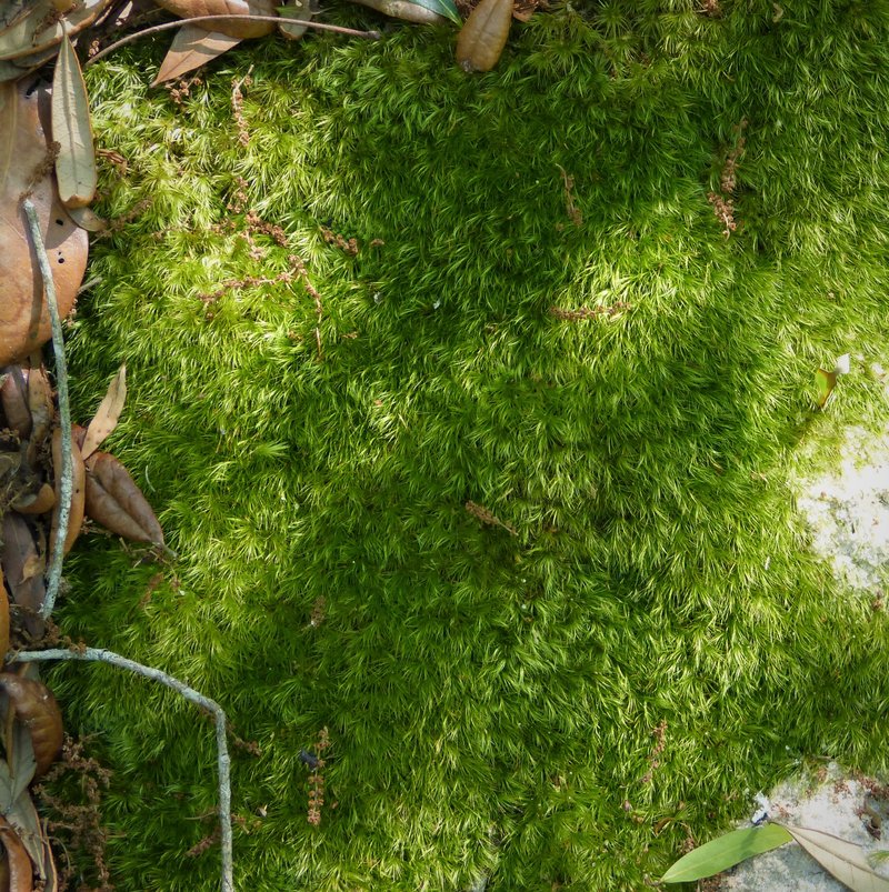 Condensed Dicranum Moss
