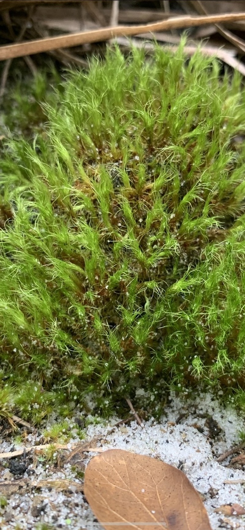 Condensed Dicranum Moss