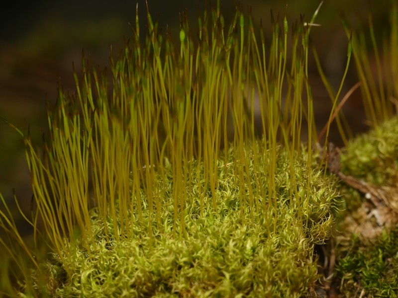 Condensed Dicranum Moss photo 2