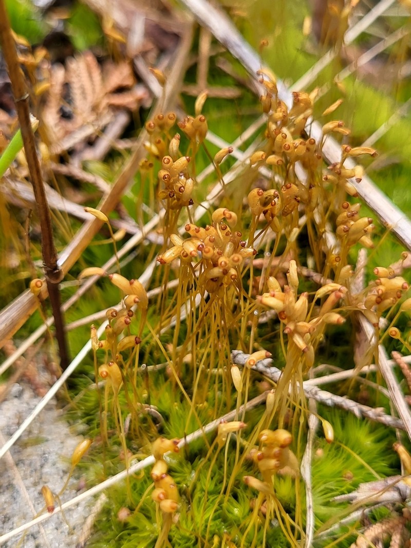 Condensed Dicranum Moss photo 3