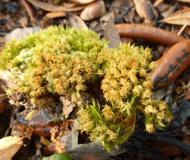 Condensed Dicranum Moss photo 4