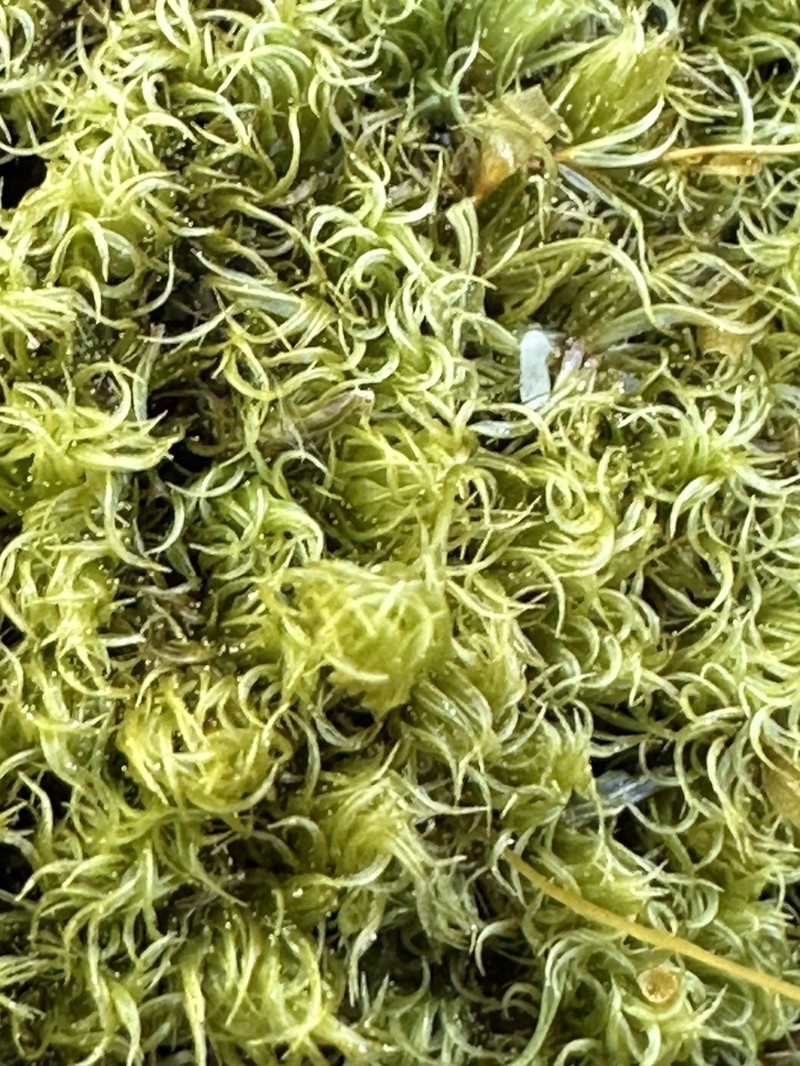 Condensed Dicranum Moss photo 5