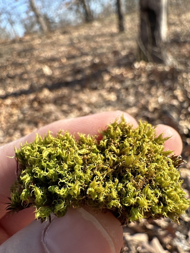 Condensed Dicranum Moss photo 6
