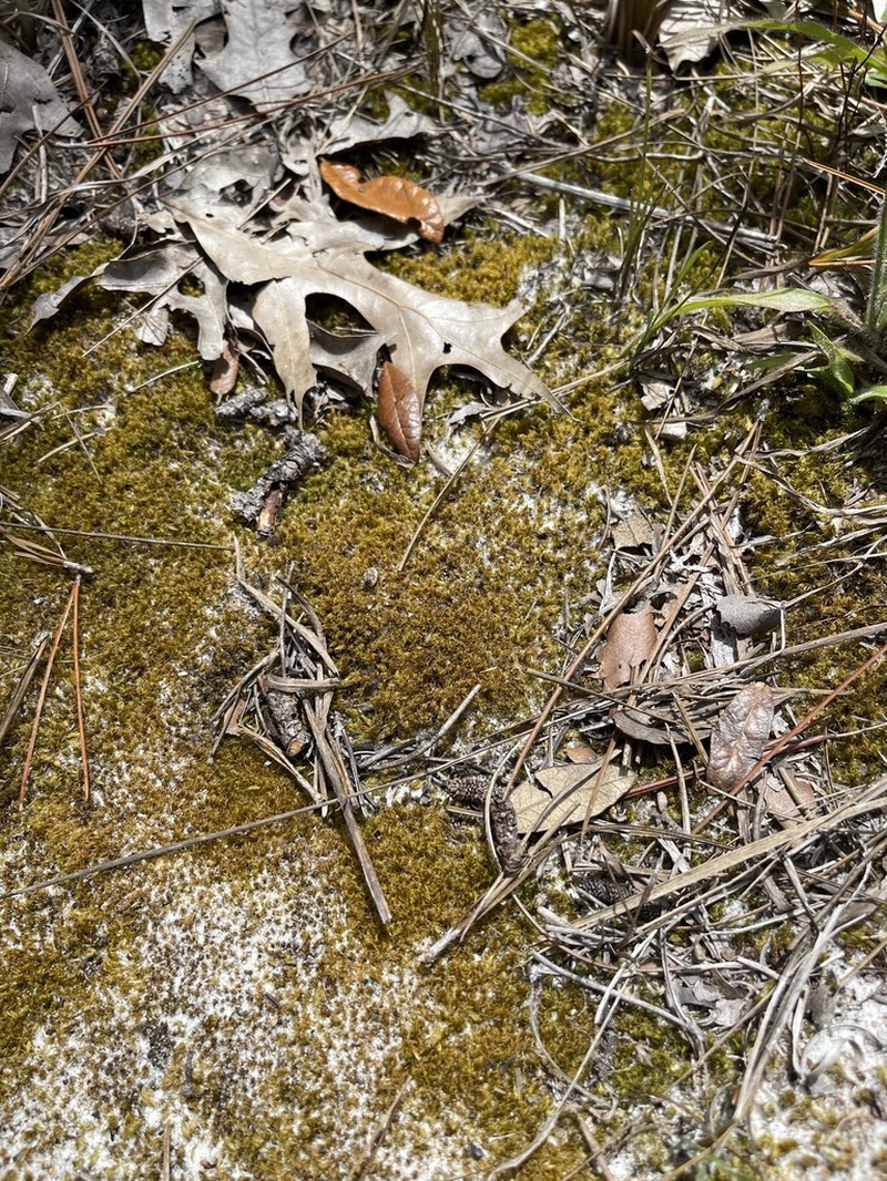 Condensed Dicranum Moss photo 7