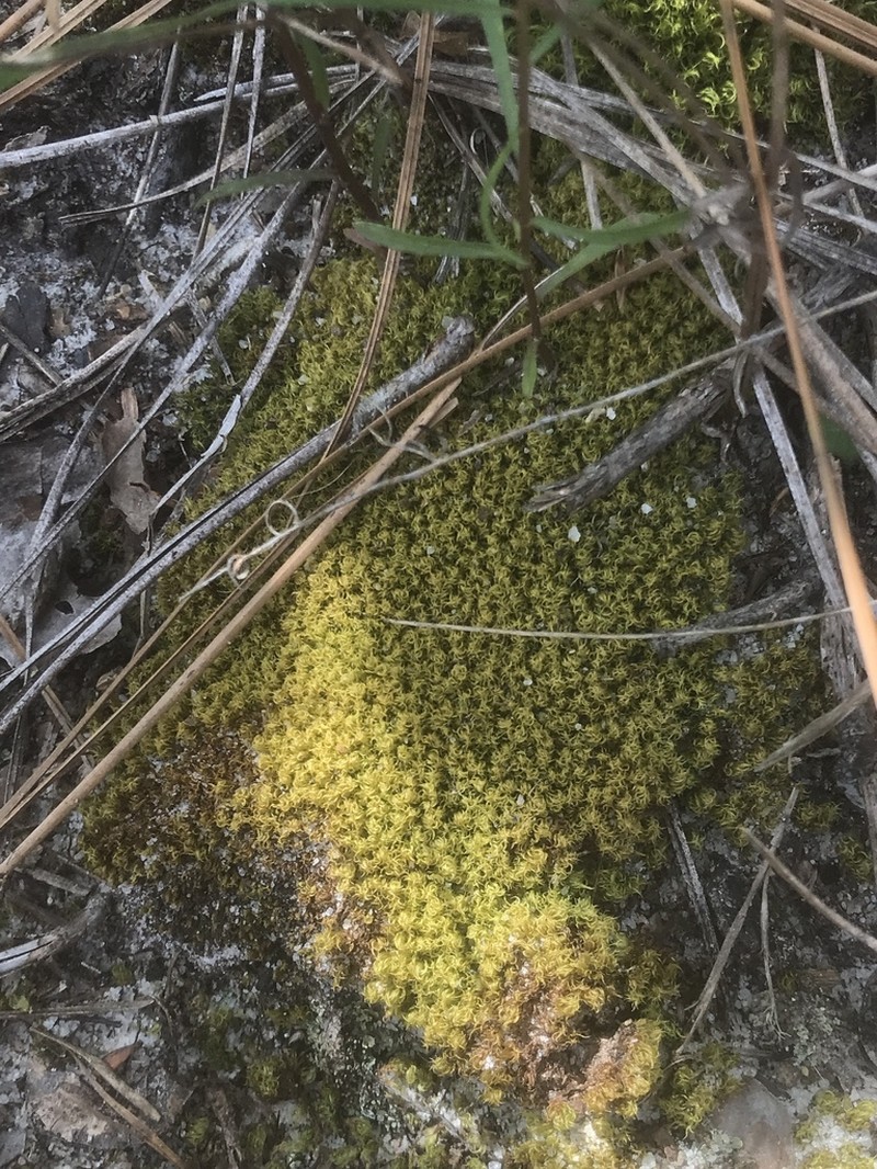 Condensed Dicranum Moss photo 8