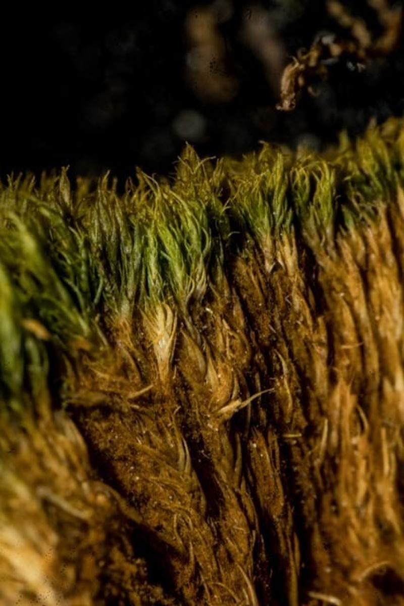 Elongate Dicranum Moss