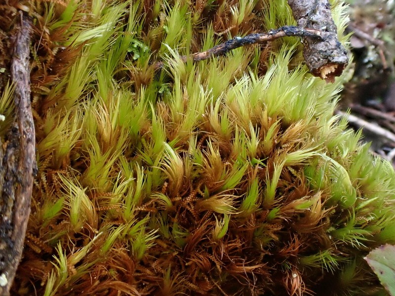 Elongate Dicranum Moss photo 2