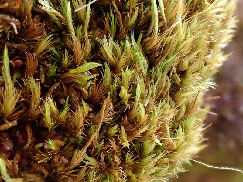 Elongate Dicranum Moss photo 3