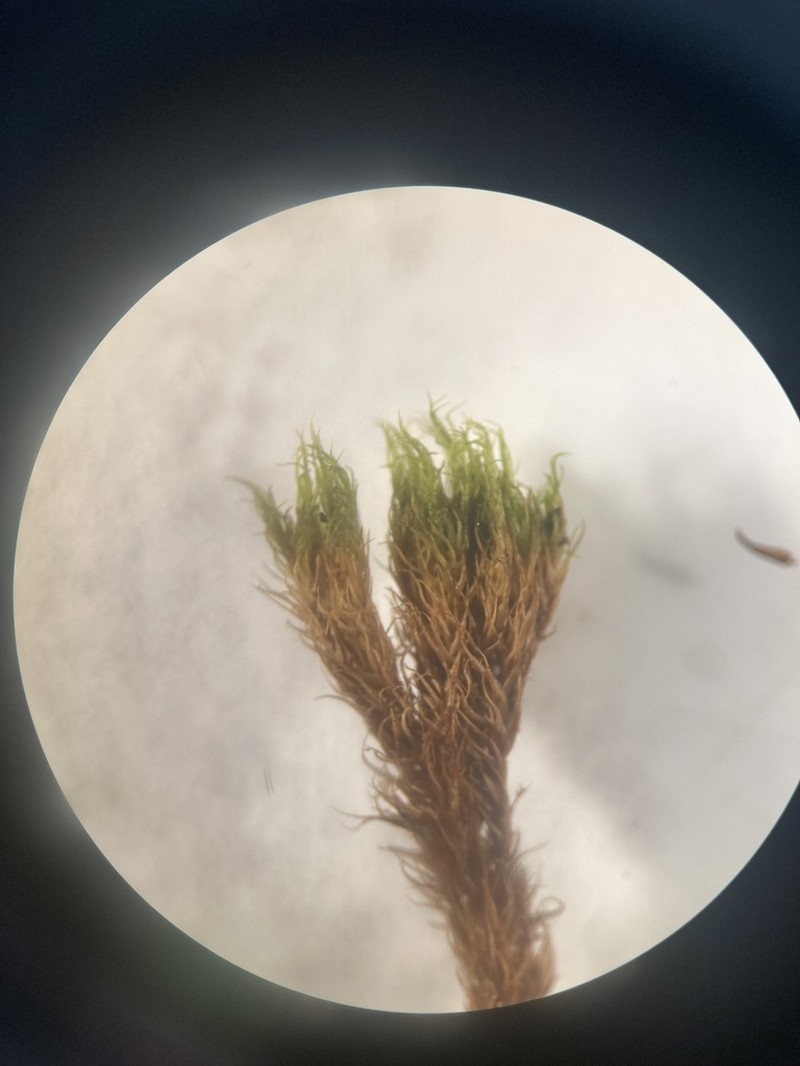Elongate Dicranum Moss photo 4