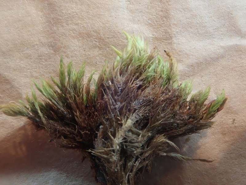 Elongate Dicranum Moss photo 5