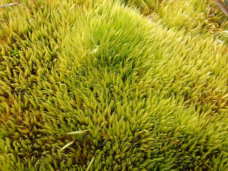 Elongate Dicranum Moss photo 6