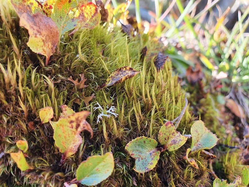 Elongate Dicranum Moss photo 7