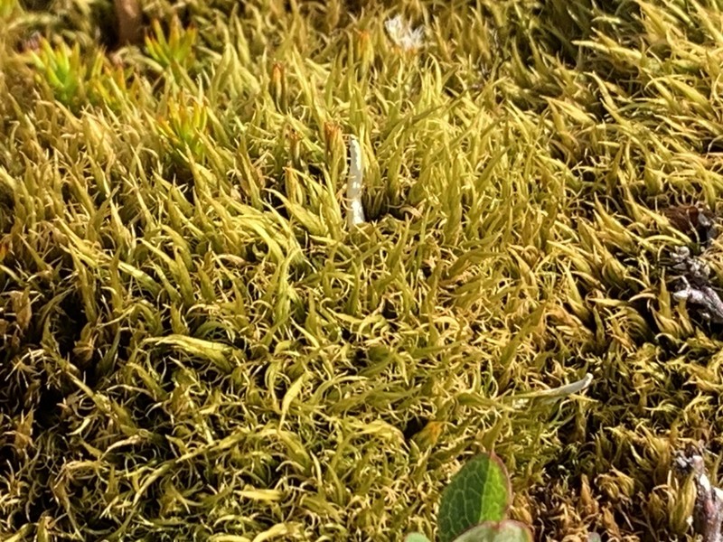Elongate Dicranum Moss photo 8