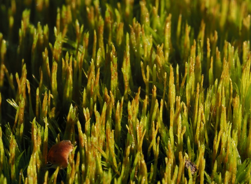 Dicranum Moss