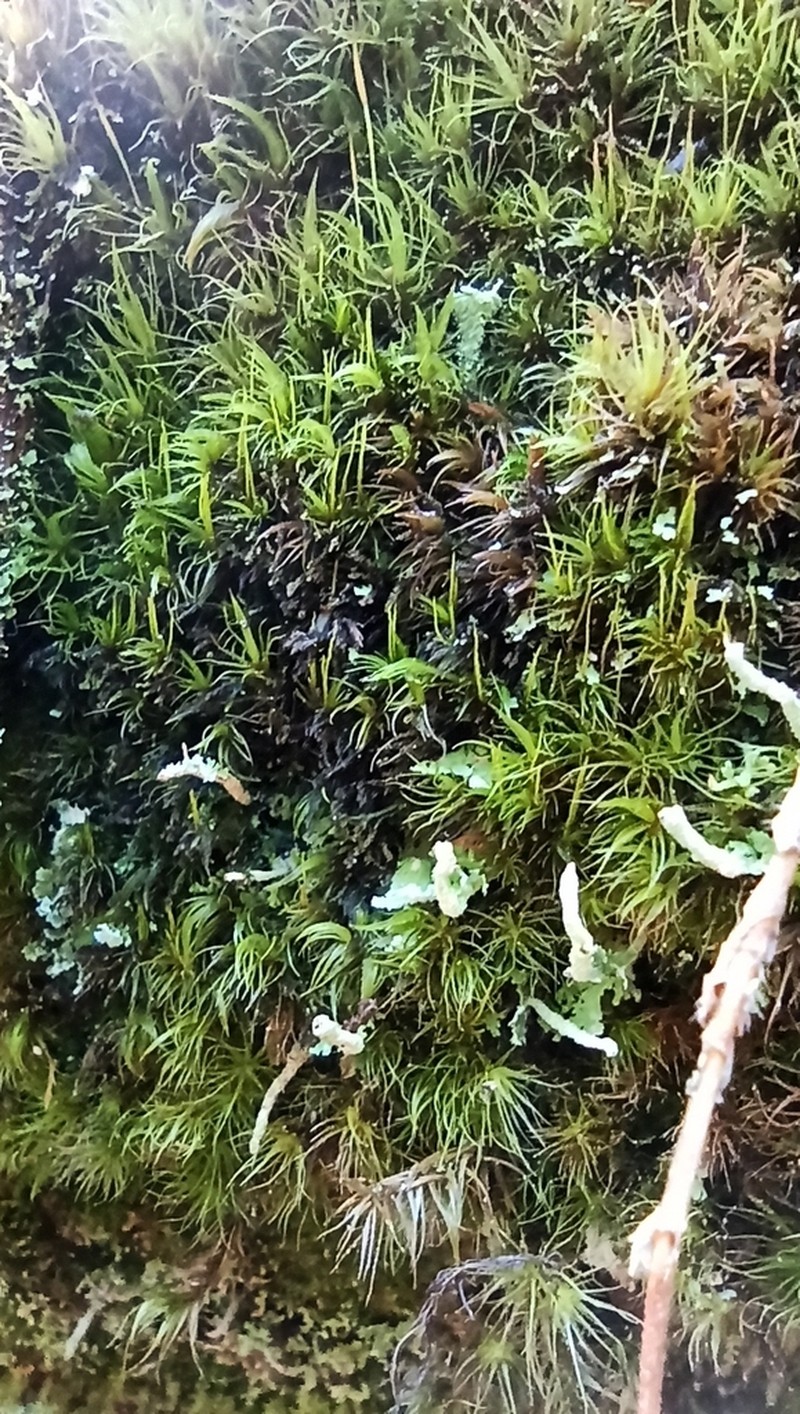 Dicranum Moss photo 2