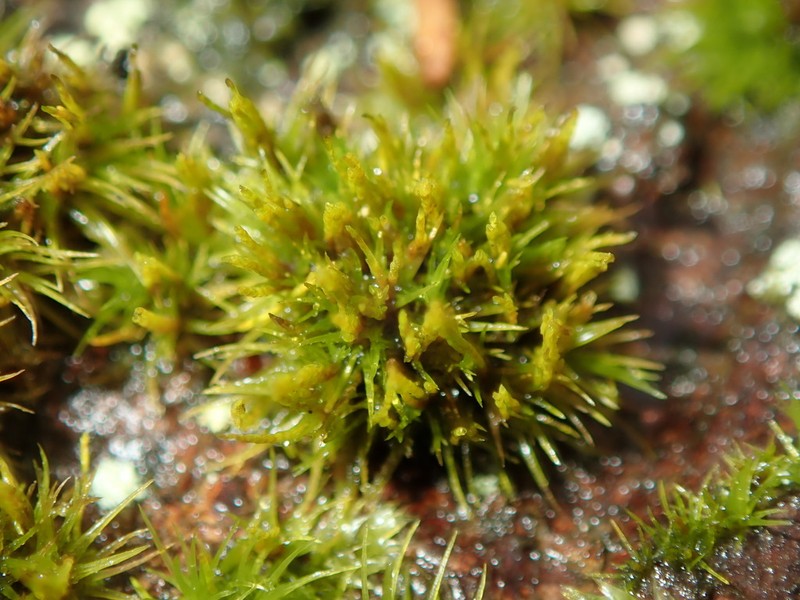 Dicranum Moss photo 3