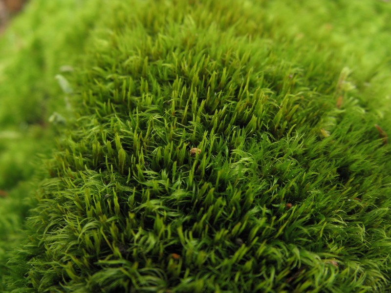 Dicranum Moss photo 4